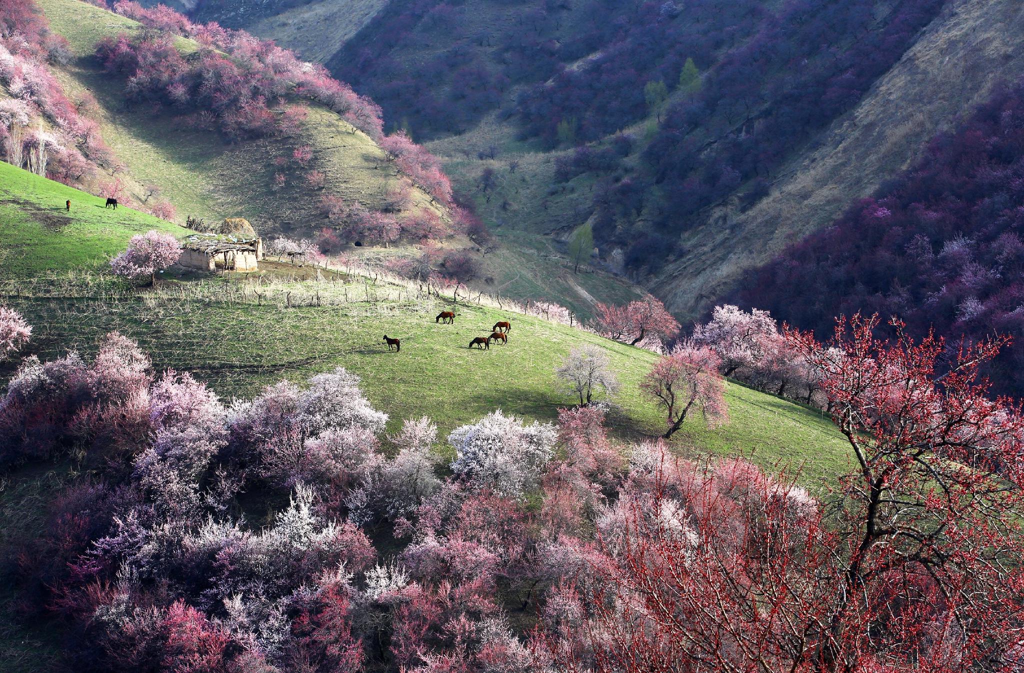 新疆伊犁杏花沟