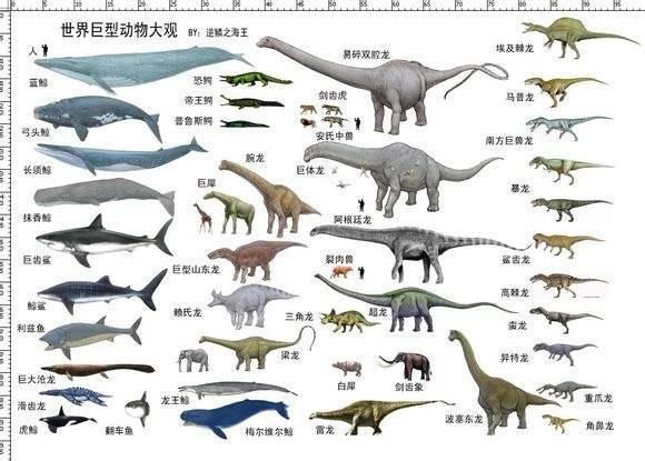 比易碎双腔龙和阿根廷龙还大的恐龙,发现于我国河南,脖子长17米