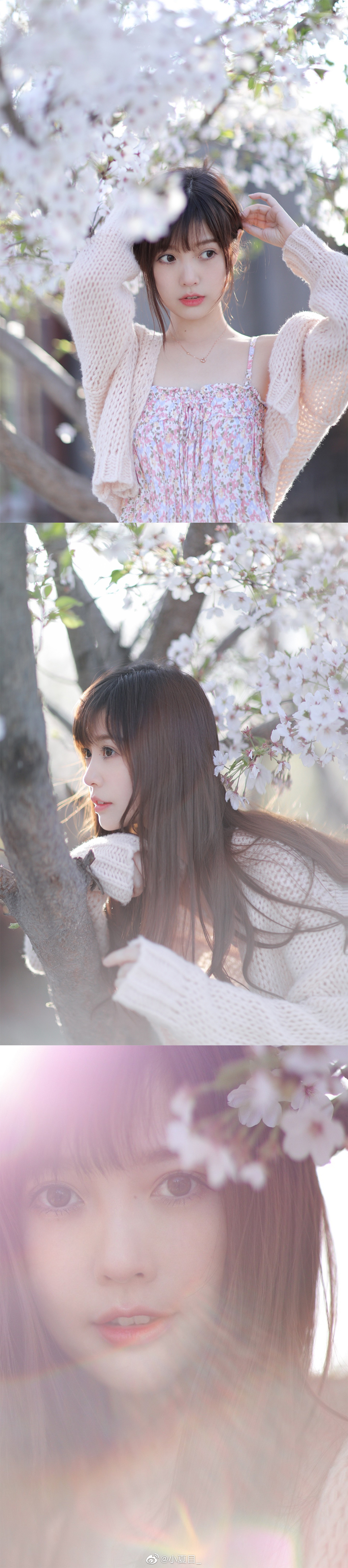 道端の桜出镜 钟曼菲 Zmf 摄影 小夏目 高清图集 新浪网 道端の桜出镜 钟曼菲 Zmf 摄影 小夏目 高清图集 新浪网