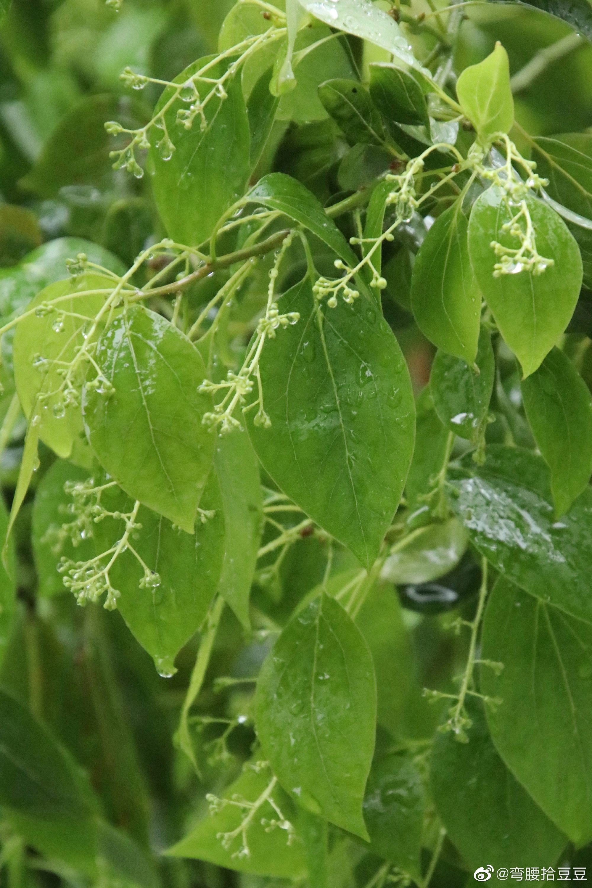 连日来的风急雨骤