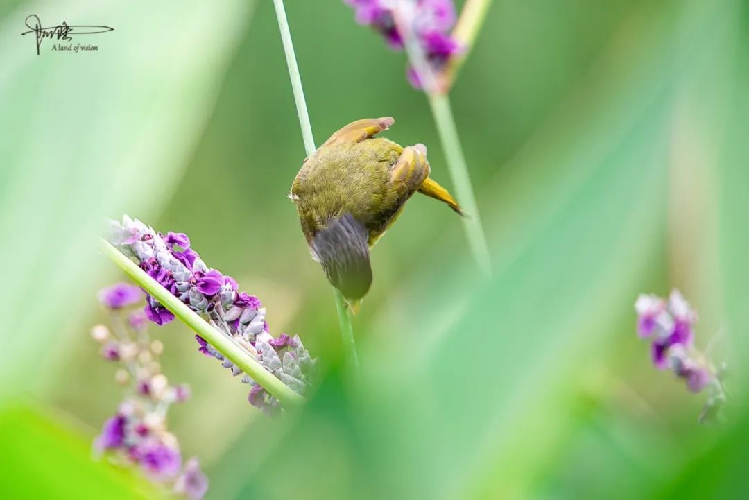 在杭州江洋畈生态公园经常可以看到这些绿鸟吃花