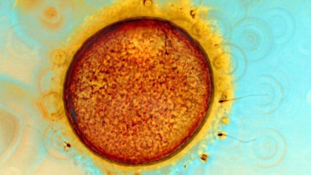 人类女性到底经历什么，为何在生命还有三分之一时就停止生育？休闲区蓝鸢梦想 - Www.slyday.coM