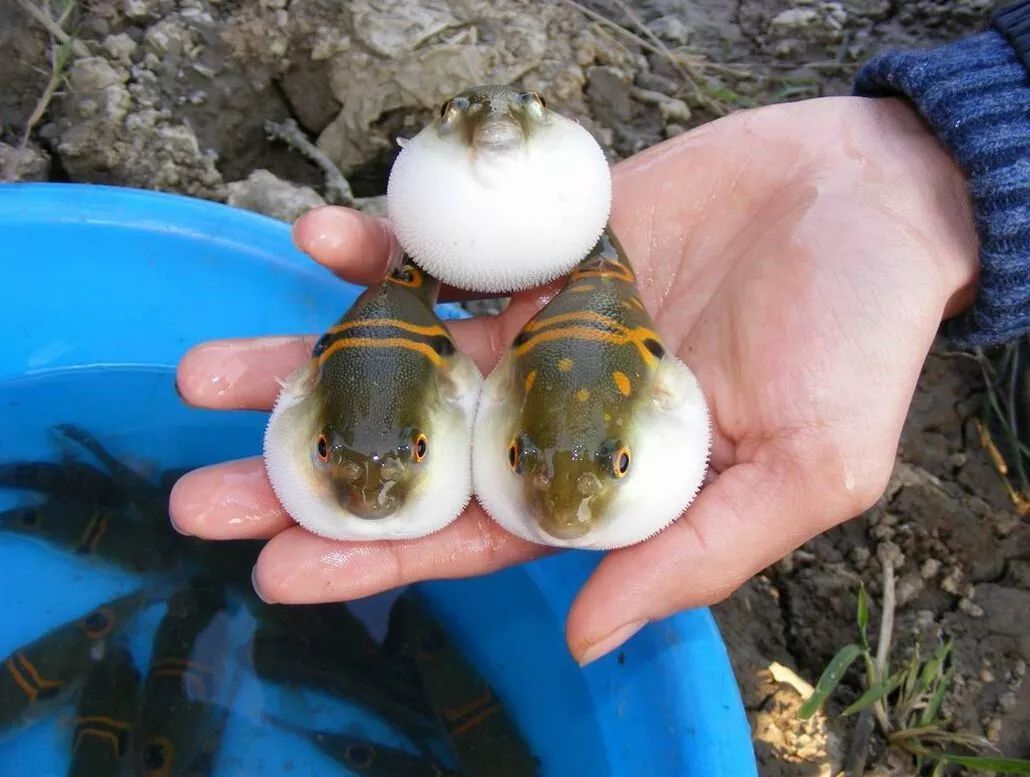 河豚毒素有多毒氰化物竟也甘拜下风如何解毒这次说清了