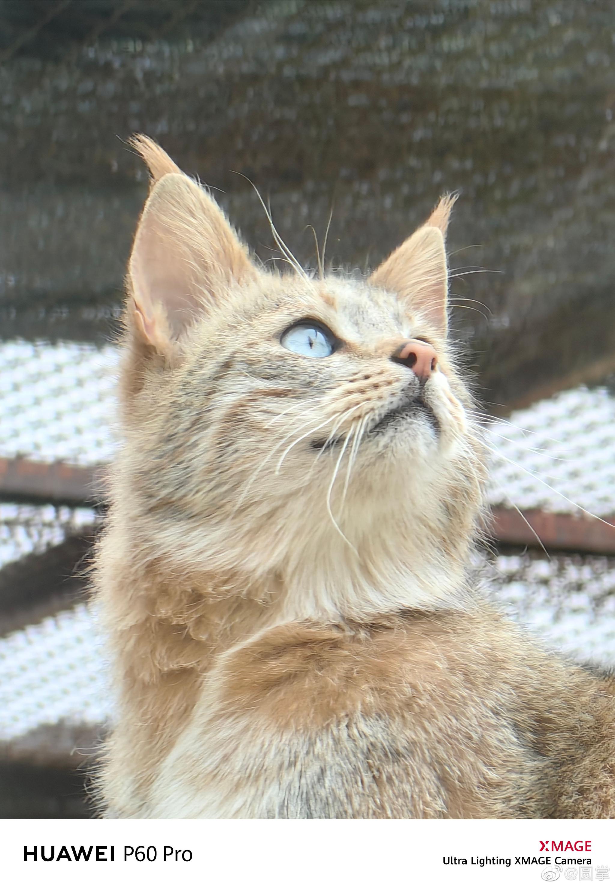 中国特有猫科动物——荒漠猫,黄公子