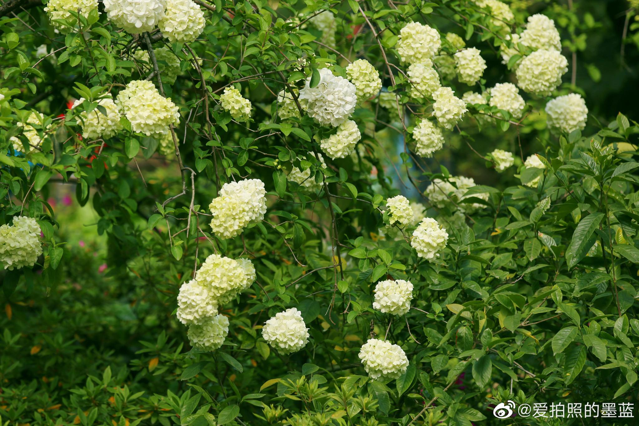 四月的锡惠公园,无锡的市花杜鹃花已经开始开放