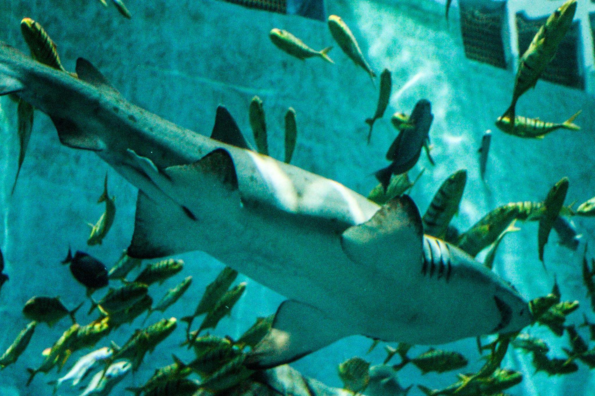 大理海洋世界好不好玩看图