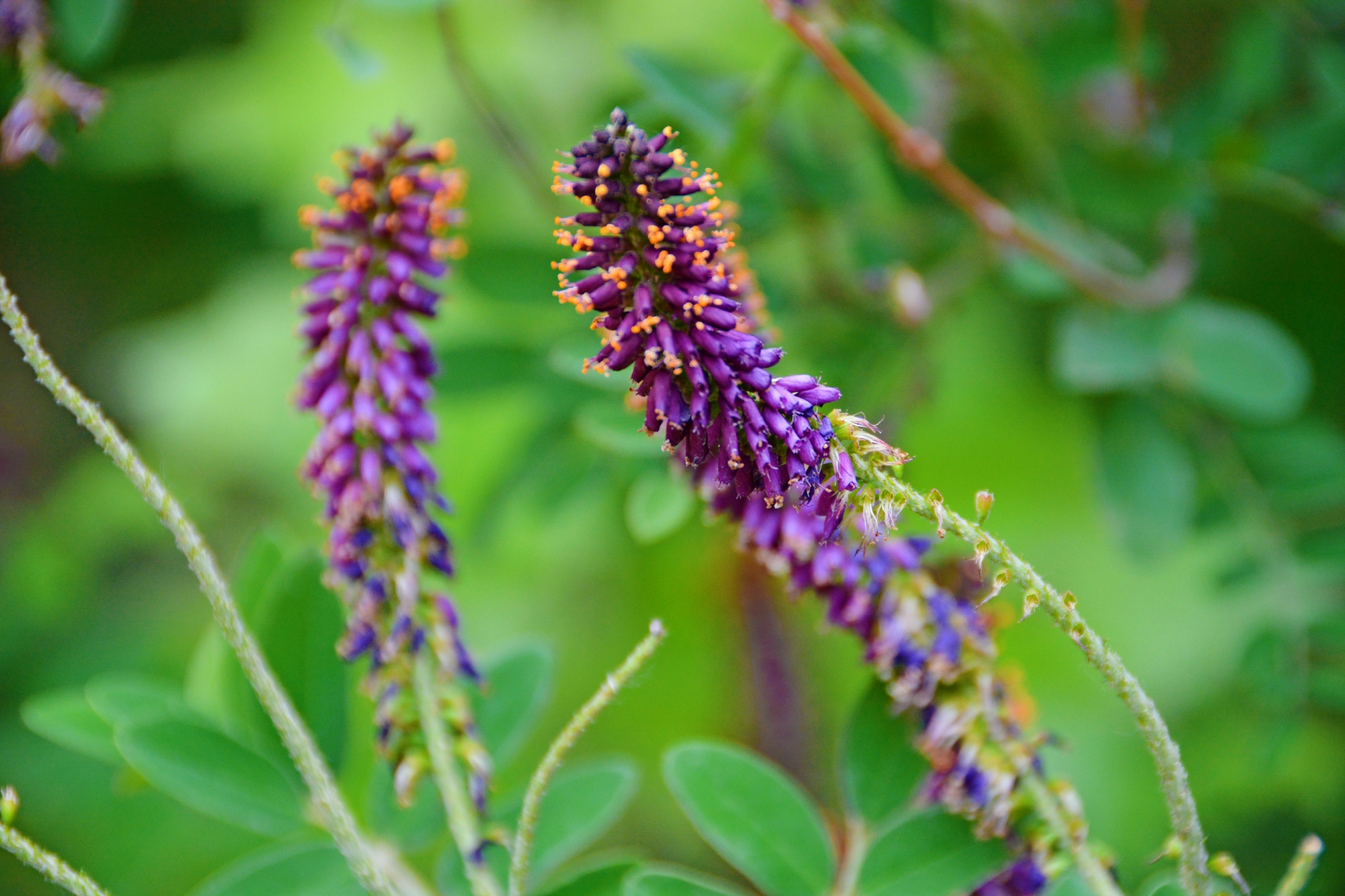 紫穗槐紫色花穗原创拍摄