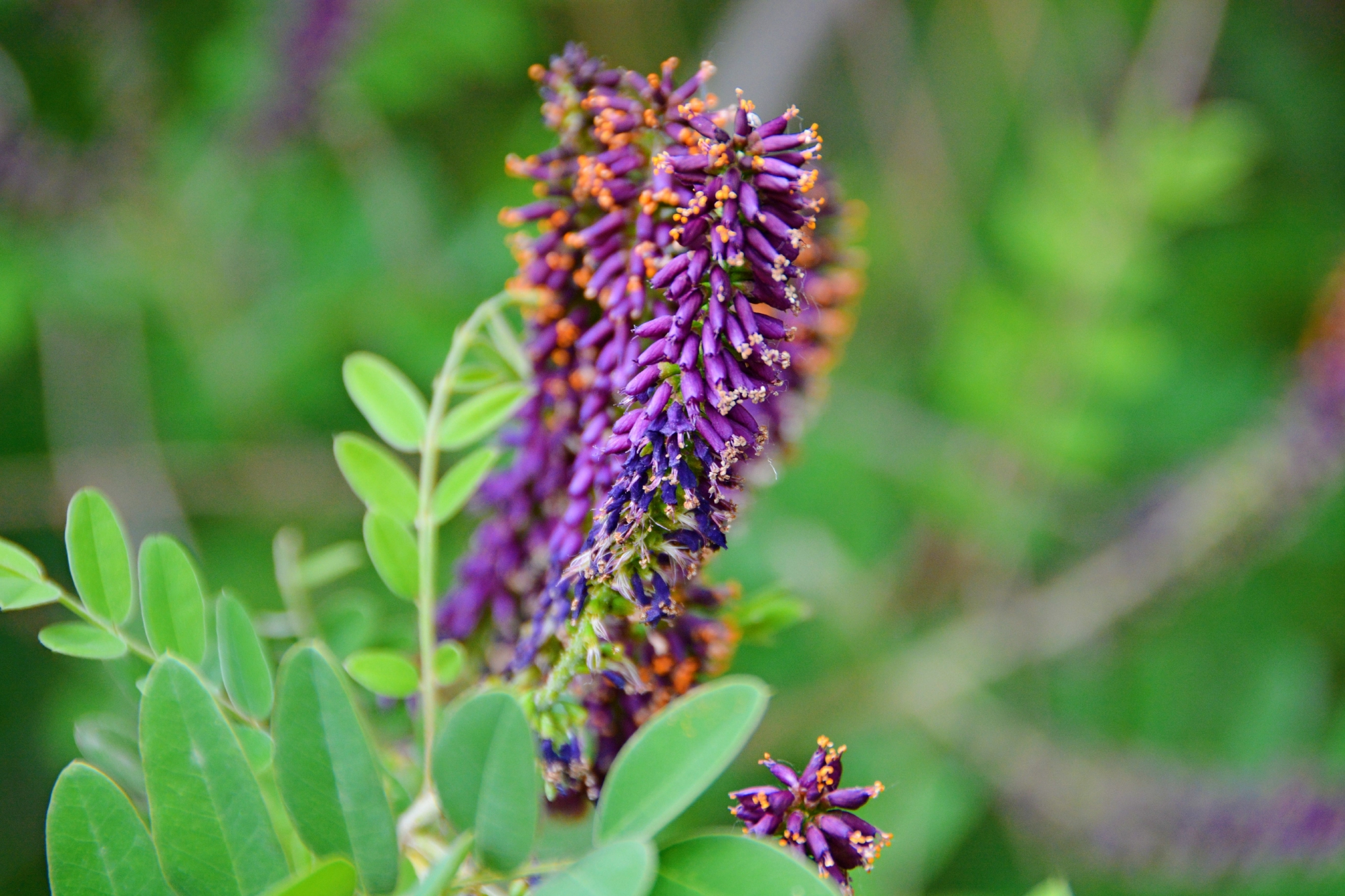 紫穗槐紫色花穗原创拍摄