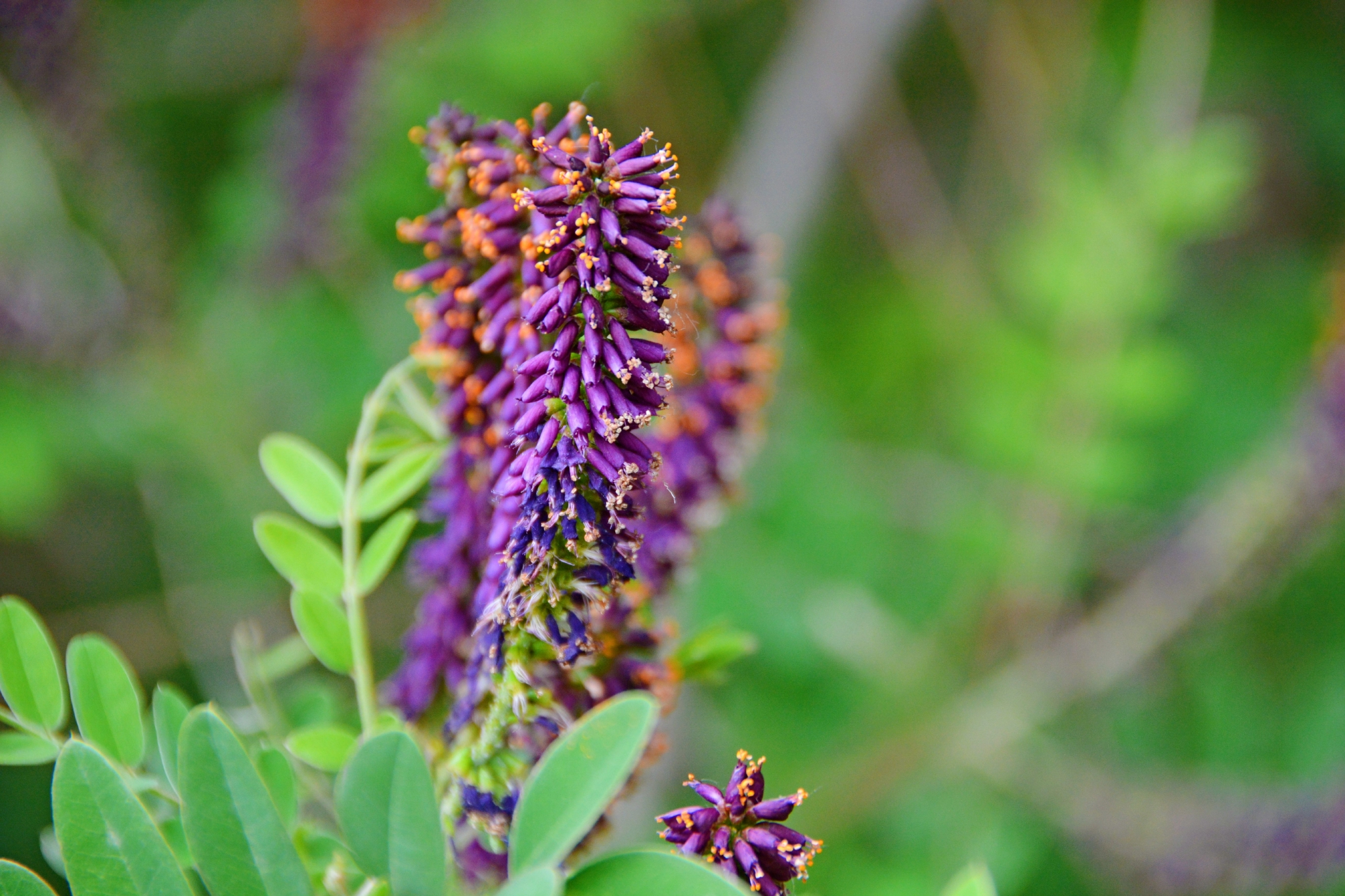 紫穗槐紫色花穗原创拍摄