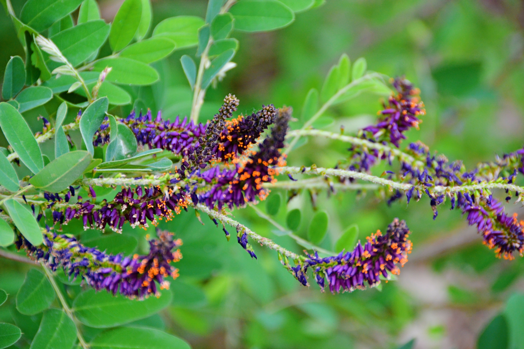 紫穗槐紫色花穗原创拍摄
