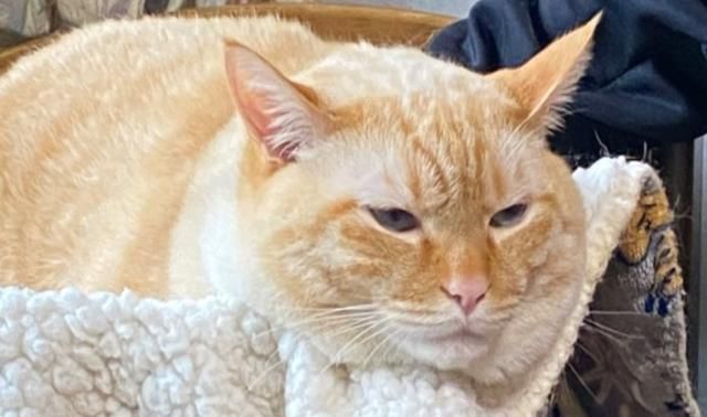 雷神山流浪小奶猫一年后成胖橘 - 淘金网