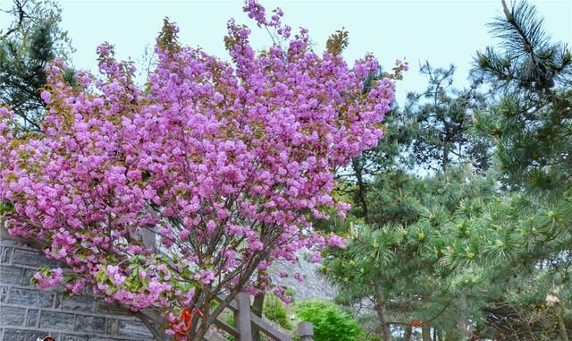 樱花也能在五月绽放？初夏的花开美景，就藏在山东的这座大山里