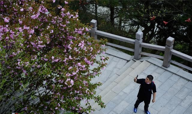 樱花也能在五月绽放？初夏的花开美景，就藏在山东的这座大山里