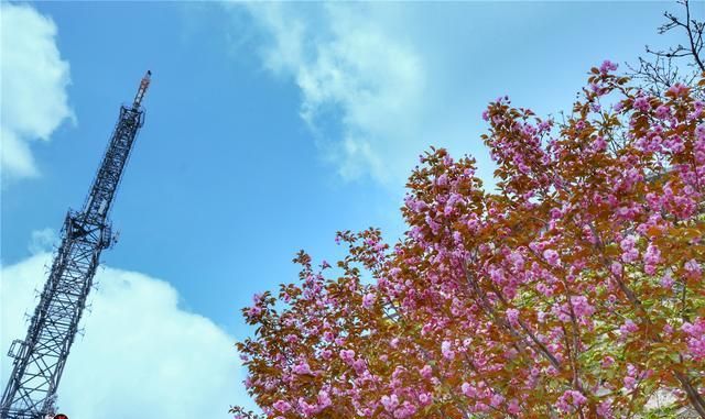 樱花也能在五月绽放？初夏的花开美景，就藏在山东的这座大山里