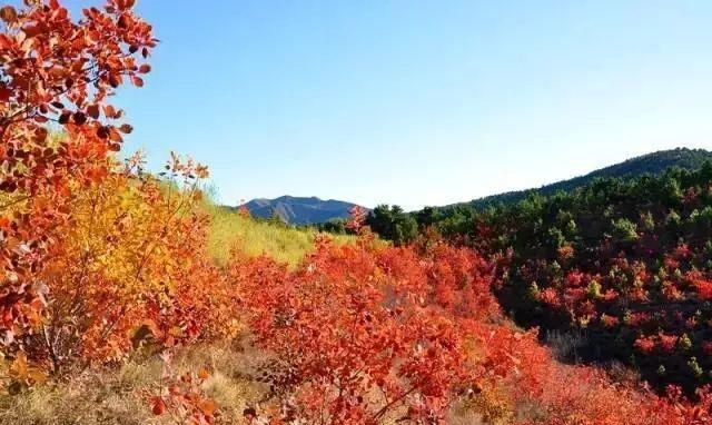 一片是太行山区最大的原生态自然风景区位于井陉县境内的锦山锦山乘车