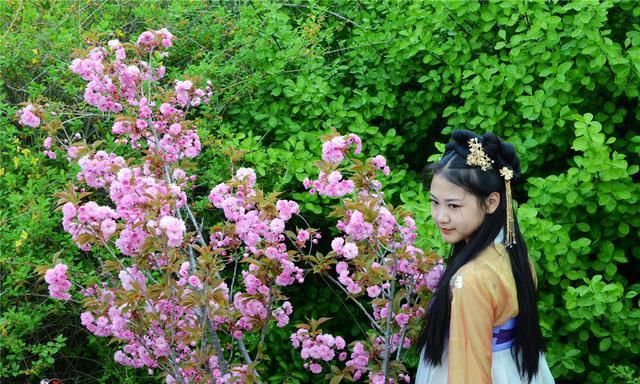 樱花也能在五月绽放？初夏的花开美景，就藏在山东的这座大山里
