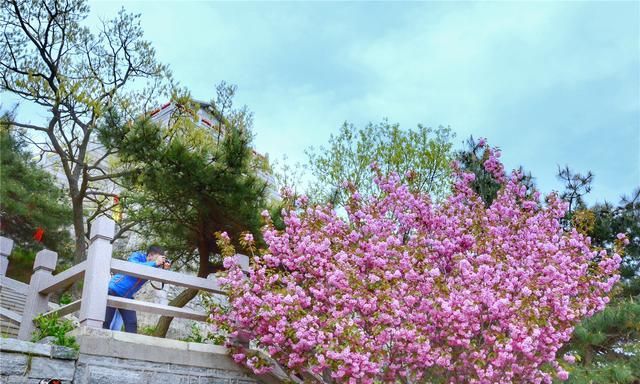 樱花也能在五月绽放？初夏的花开美景，就藏在山东的这座大山里