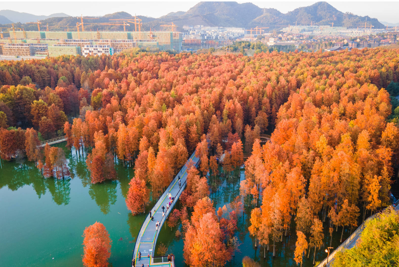 青山湖水杉林已全红,还有最后几天,你准备好了吗|杭州市_新浪新闻