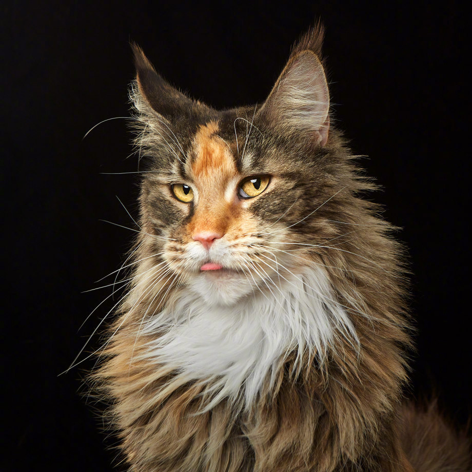 猫的肖像 晚安__财经头条
