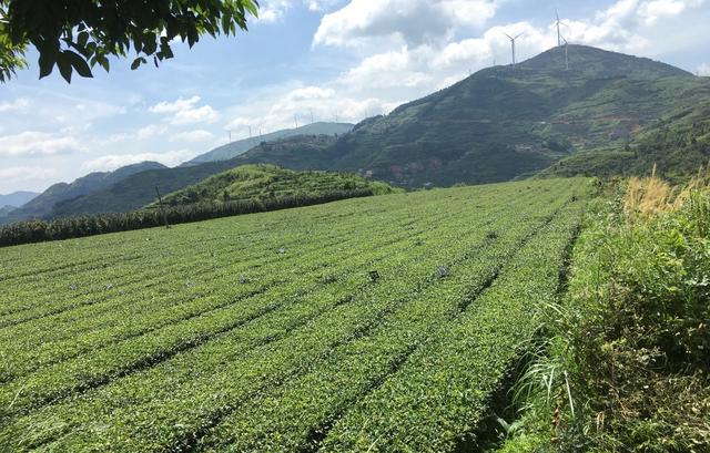 福建安溪紅星茶場生態茶園.圖片來源:受訪者提供