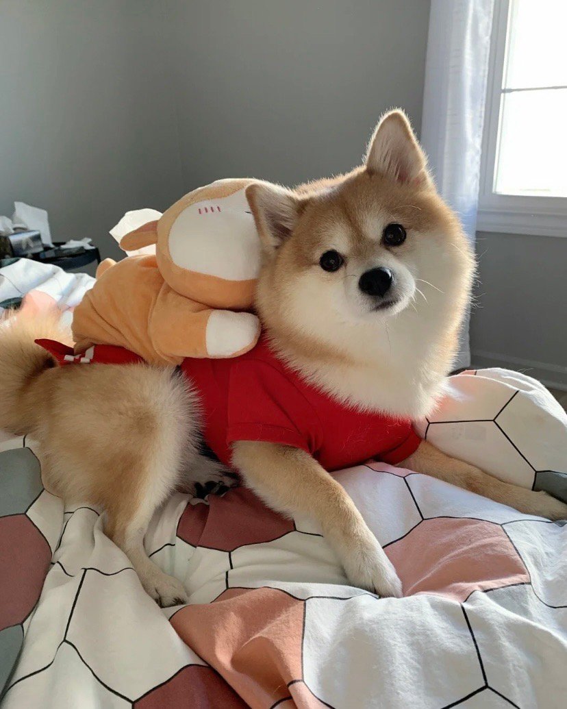 柴柴和博美串的狗狗可太好看了!眉清目秀的