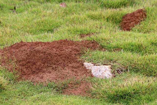 路边田间如果遇到这种红土堆,赶紧躲开,并第一时间报告农业部门!