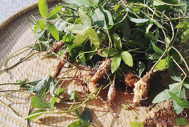 农村野生山萝卜以前挨饿时候人才吃现在一斤能卖30多