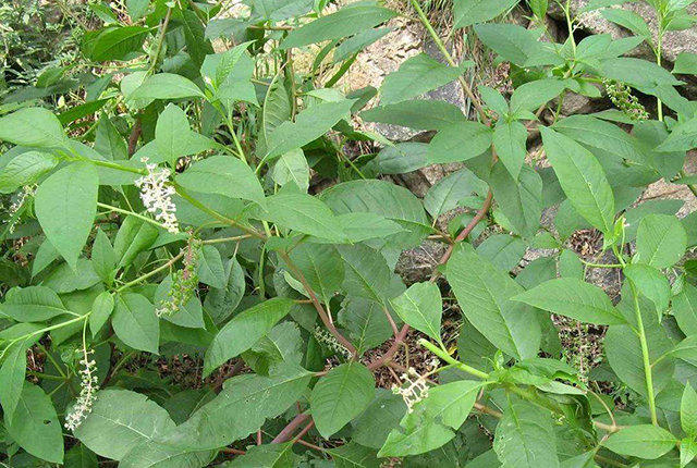 农村野生山萝卜,以前挨饿时候人才吃,现在一斤能卖30多|萝卜|野菜