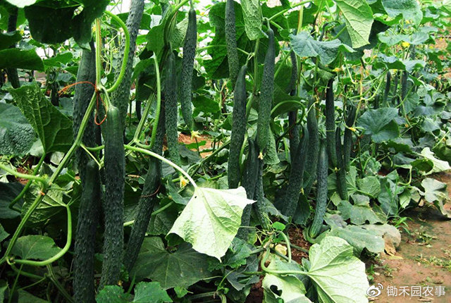 清明南北方气温倒挂，北方大升温，7种蔬菜到了“种瓜点豆”时！__财经头条