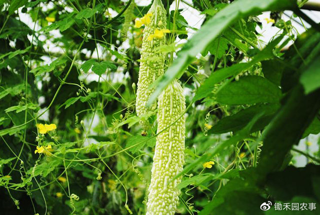3月末北方大升温，突破20度，“清明前后，种瓜点豆”正当时！__财经头条