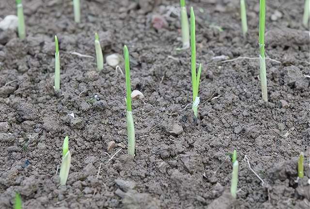 大蒜分春播和秋播,春播面积相对较小,主要是以秋播大蒜为主,春播大蒜