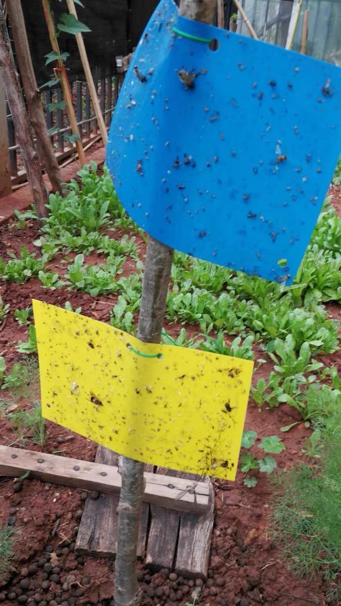 多肉最怕蓟马,吸食多肉汁水,引起黑腐,"粘板"杀蓟马最管用