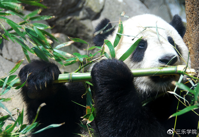 休闲区蓝鸢梦想 - www.slyday.com
