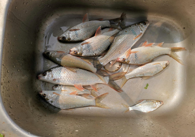 钓友们常说"一斤鲮,三斤草",在南方,此鱼比钓鲫鱼过瘾多了__财经头条