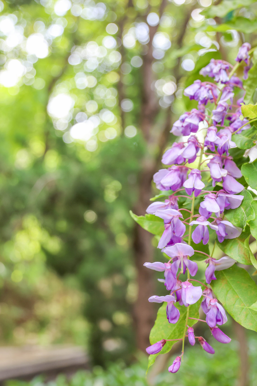 里跑出来的,它们在蓝天下笑着闹着,时而还和初夏的风拌个嘴,捉个迷藏