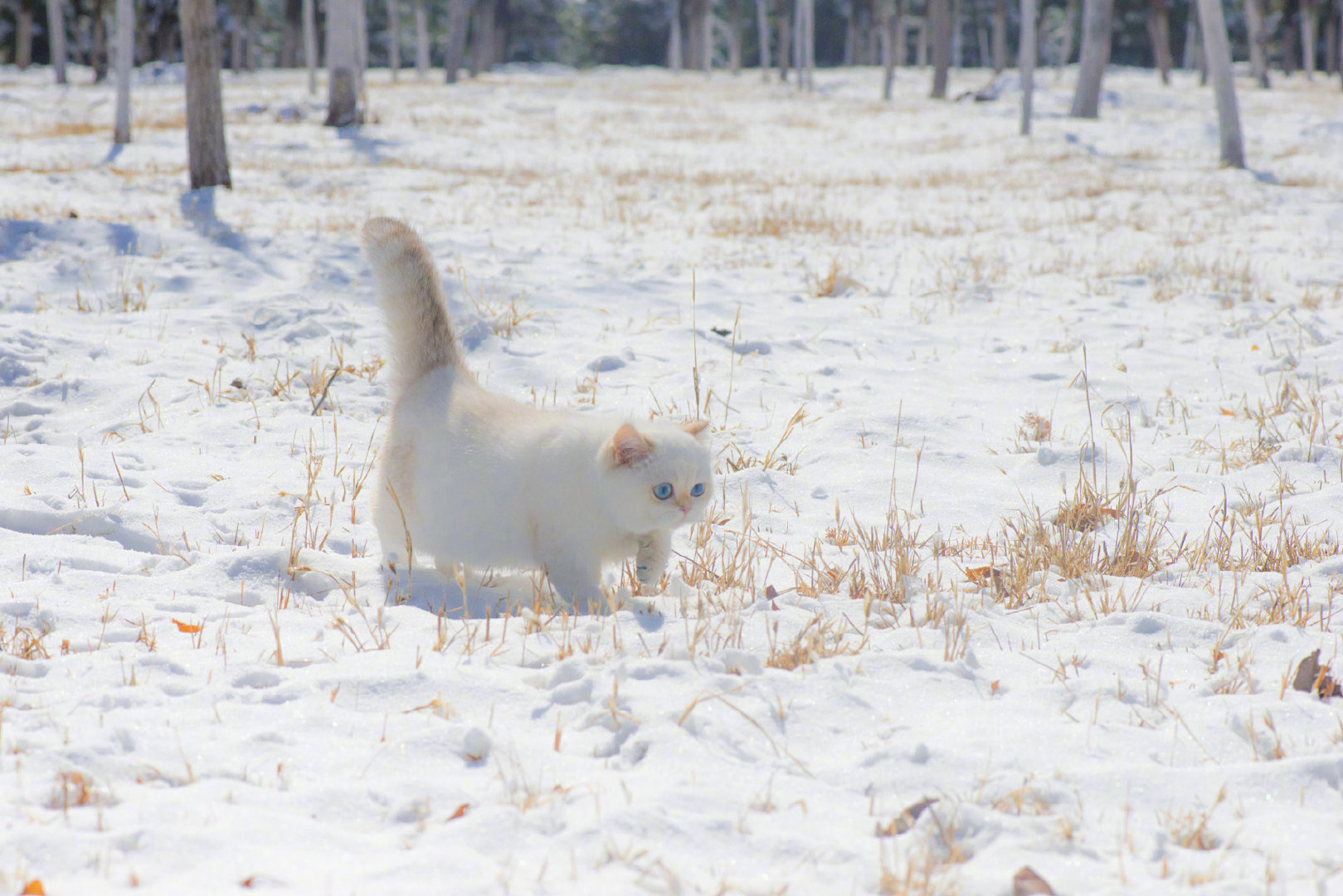雪顶焦糖玛奇朵