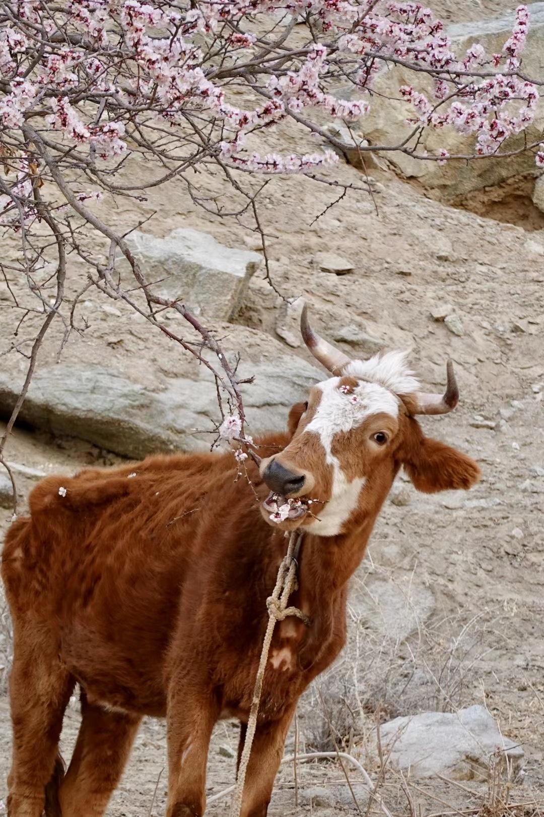 这个意境太好了,感觉牛也很开心 ,仿佛在笑   0