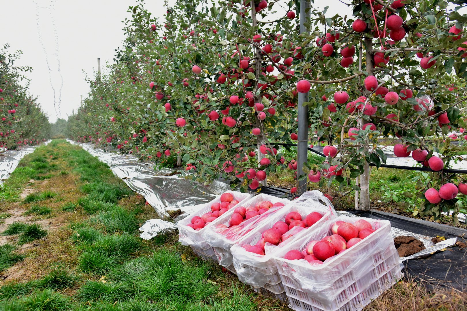消费扶贫e起来丨小苹果成就脱贫大产业 白水县新模式带领果农转型升级