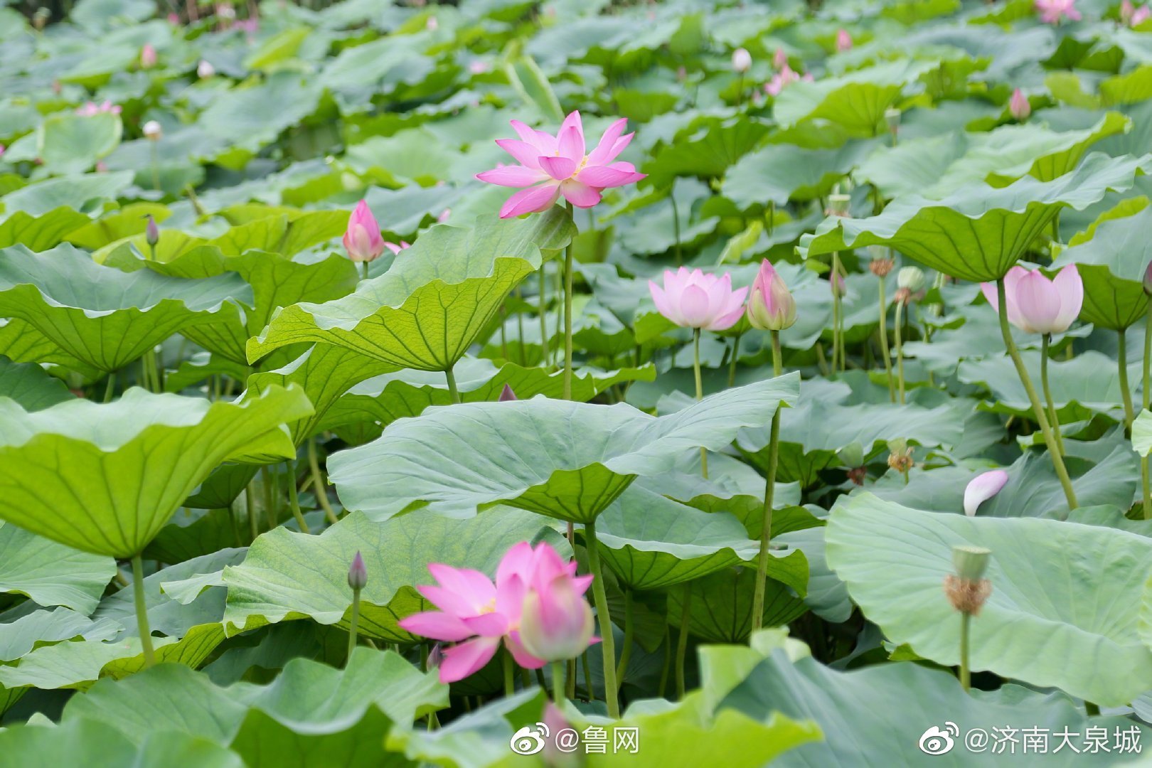 济南大明湖荷花竞相开放荷红莲碧美不胜收