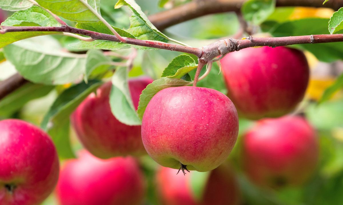 苹果个大红甜的方法除了施肥,这一步也是必要的