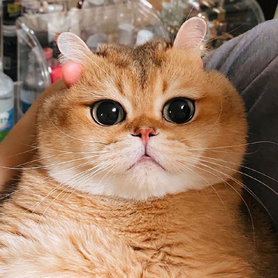 事实证明,脸大也可以很可爱啊