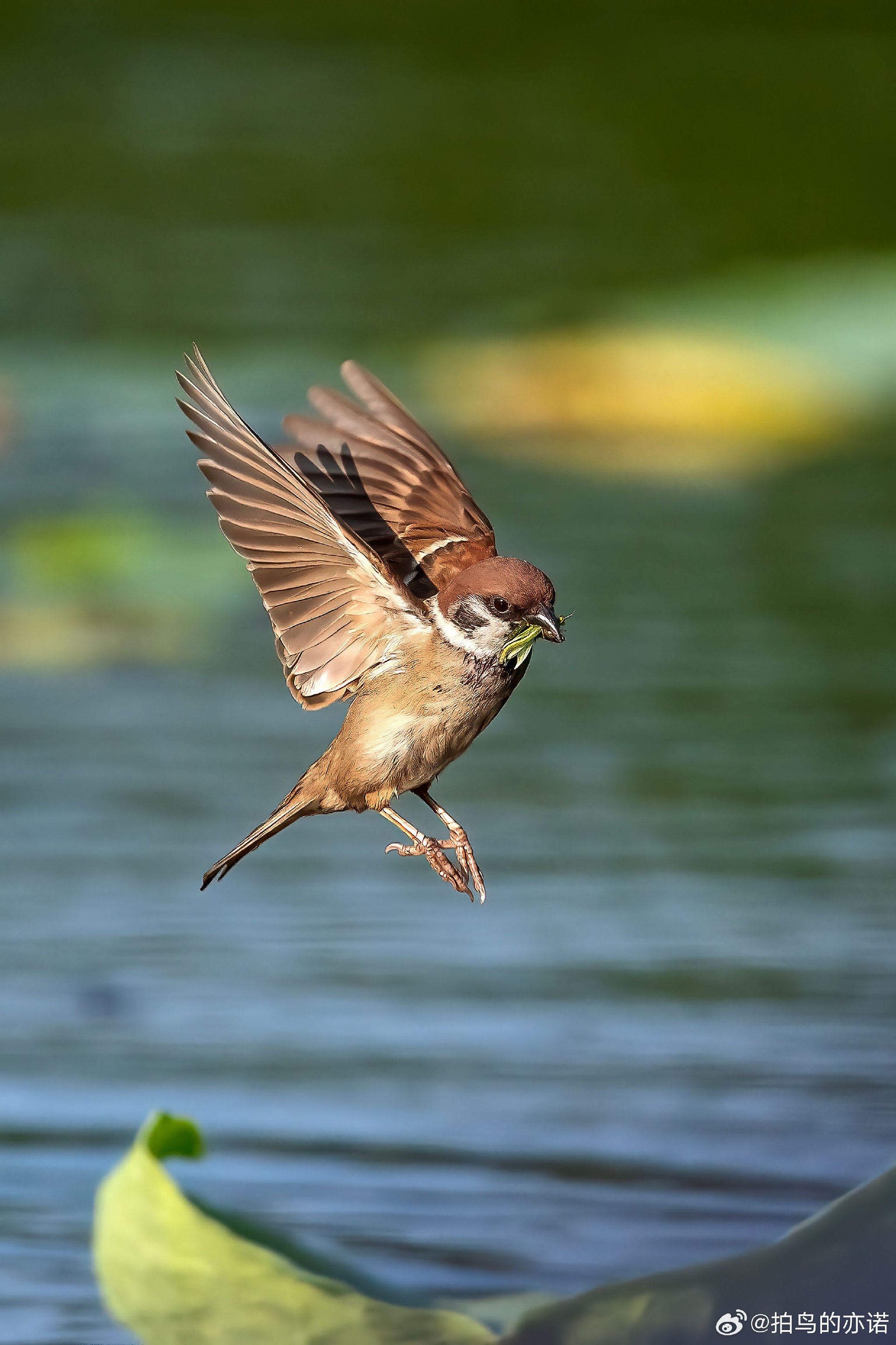 为麻雀超度-喂麻雀的乐趣