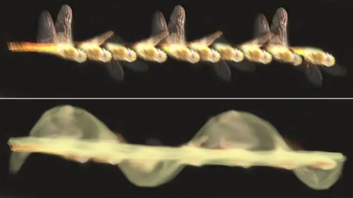 美国即将公布ufo报告,真实的情况将颠覆我们的认知|飞蛾|摄影机|朱斯