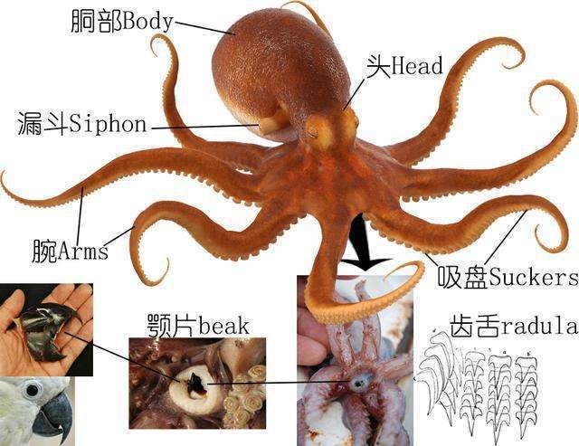 章鱼真的是外星生物？新研究称它是“天外来客”，5亿年前就来了休闲区蓝鸢梦想 - Www.slyday.coM