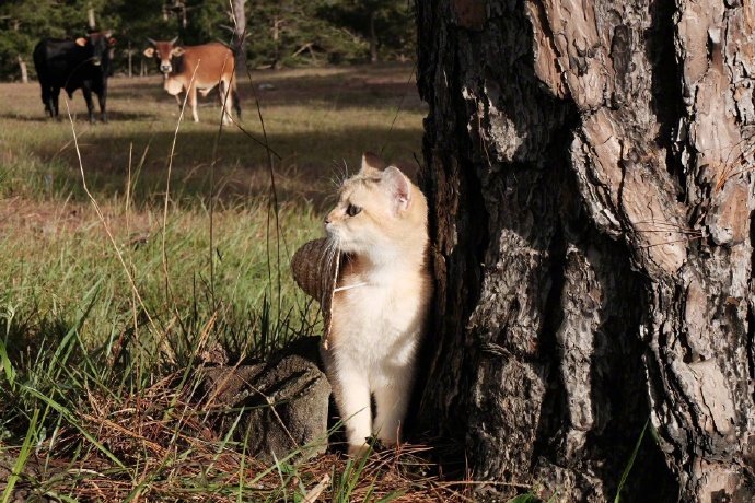 小猫咪戴上草帽后,太可爱了!