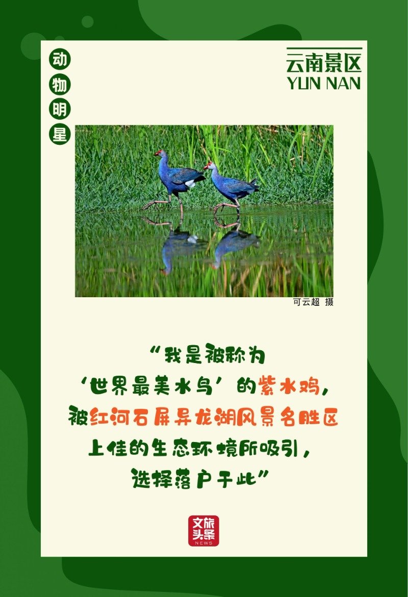 喜迎COP15大会！景区里的动植物明星海报等您欣赏休闲区蓝鸢梦想 - Www.slyday.coM