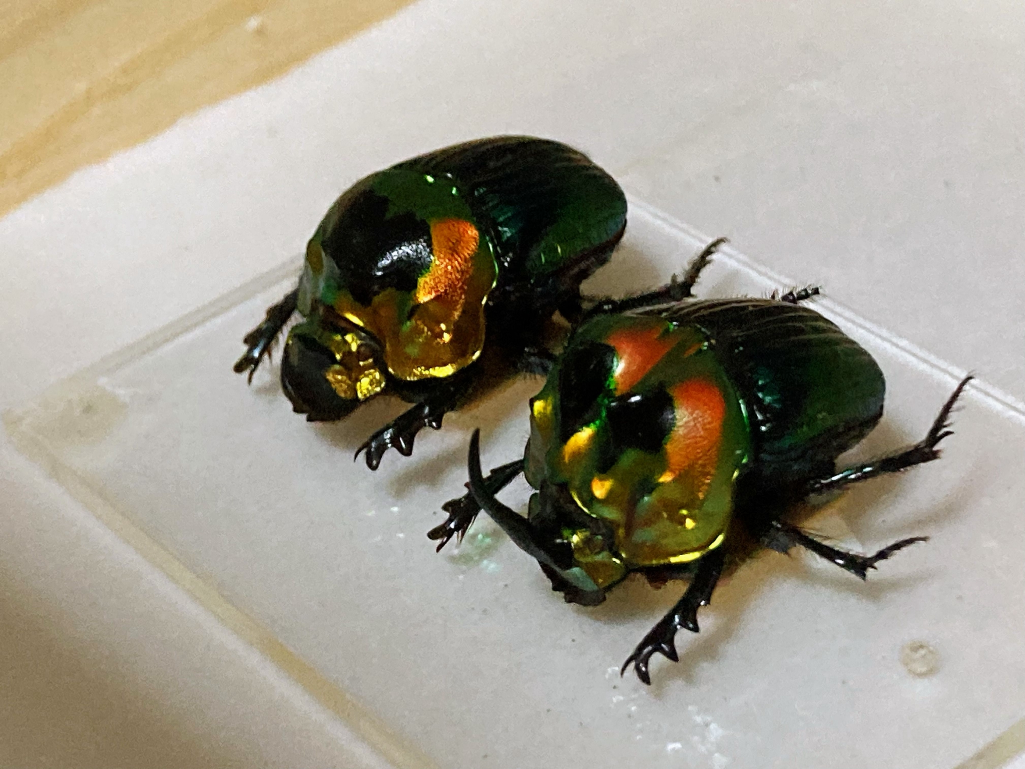 彩虹帝王粪金龟sulcophanaeus imperator_高清图集_新浪网