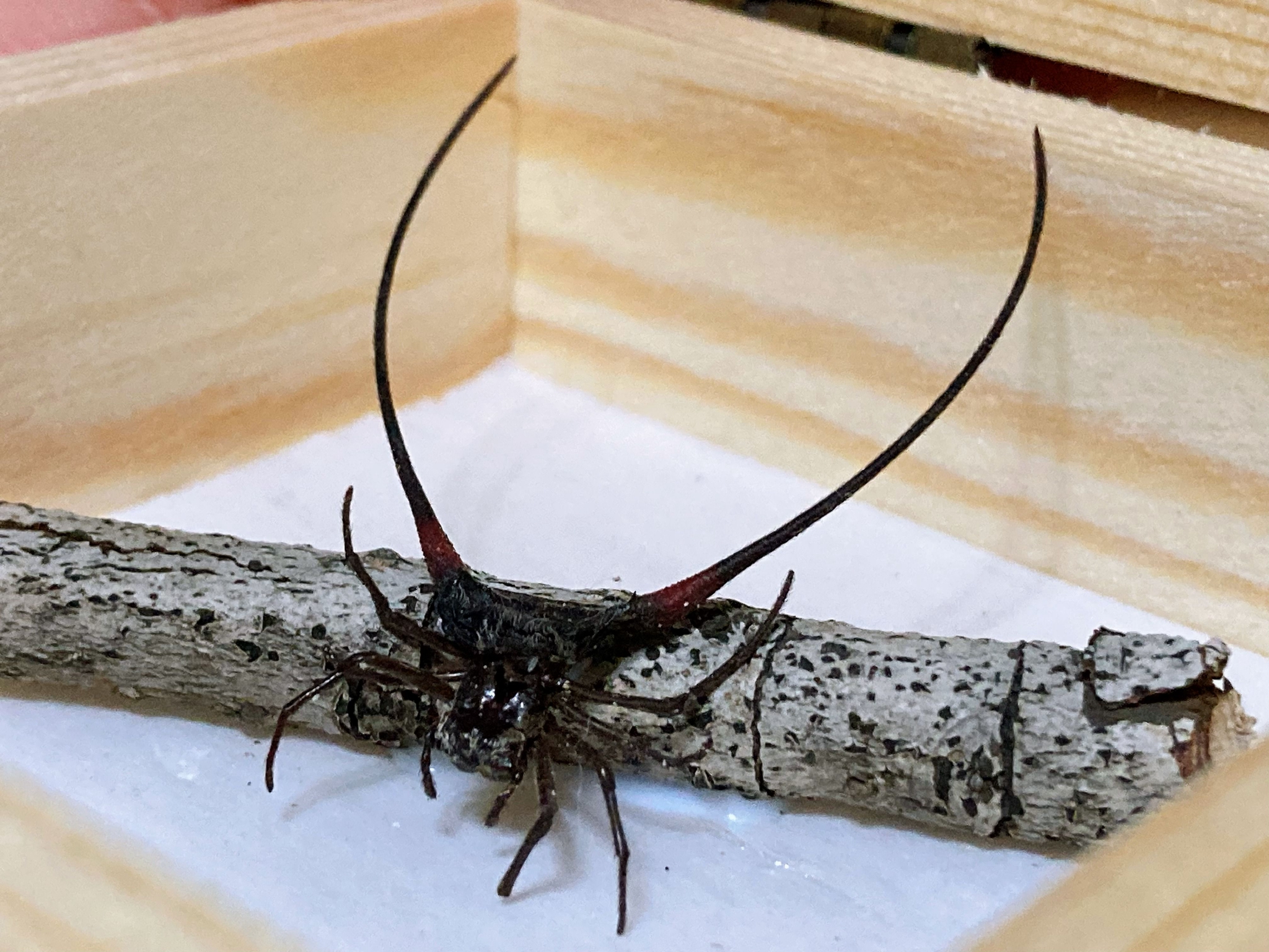 棘腹蛛 真的帅_高清图集_新浪网