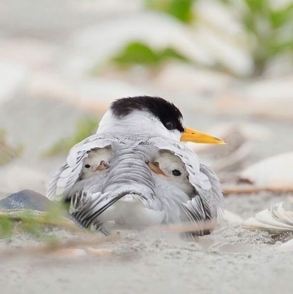 最新萌点:躲在妈妈翅膀下的小啾啾们_高清图集_新浪网