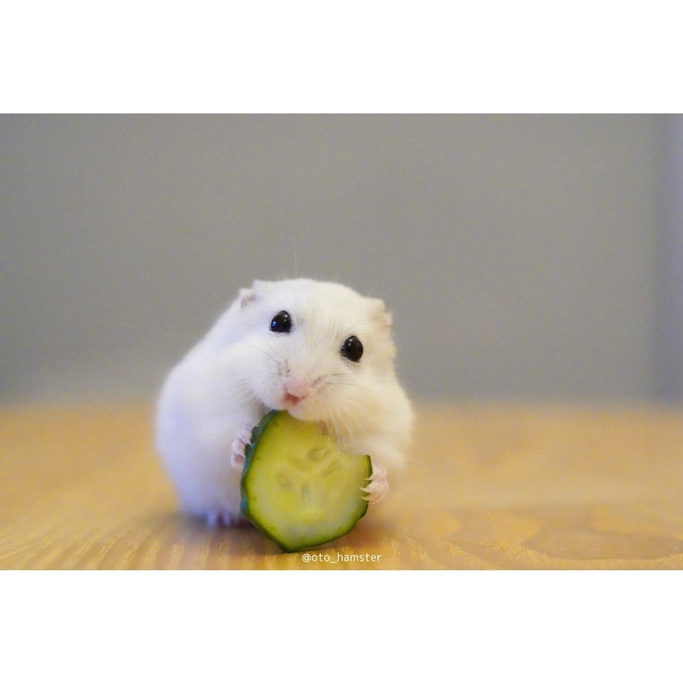 吃不饱的小仓鼠__财经头条